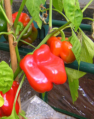 Red, I say again RED peppers